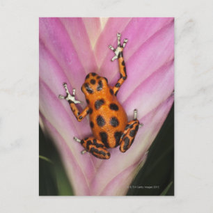 Colon Isle Dart Frog, Oophaga pumilio Vykort