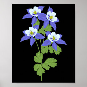 Colorado Aquilegia Blomma Vildblomma Natur Vandrin Poster