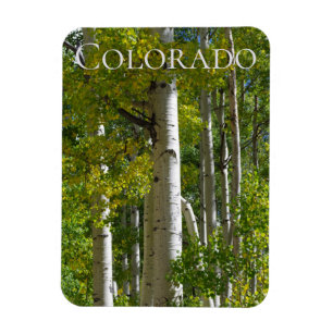 Colorado Aspen Designer Fridge Magnet
