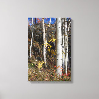 Colorado Aspen Designs Canvastryck