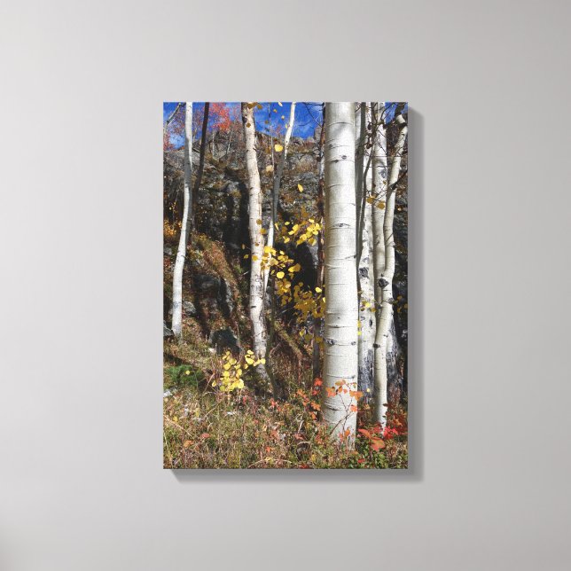 Colorado Aspen Designs Canvastryck (Framsida)