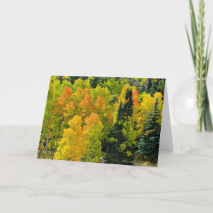 Colorado Aspen Grove Kort