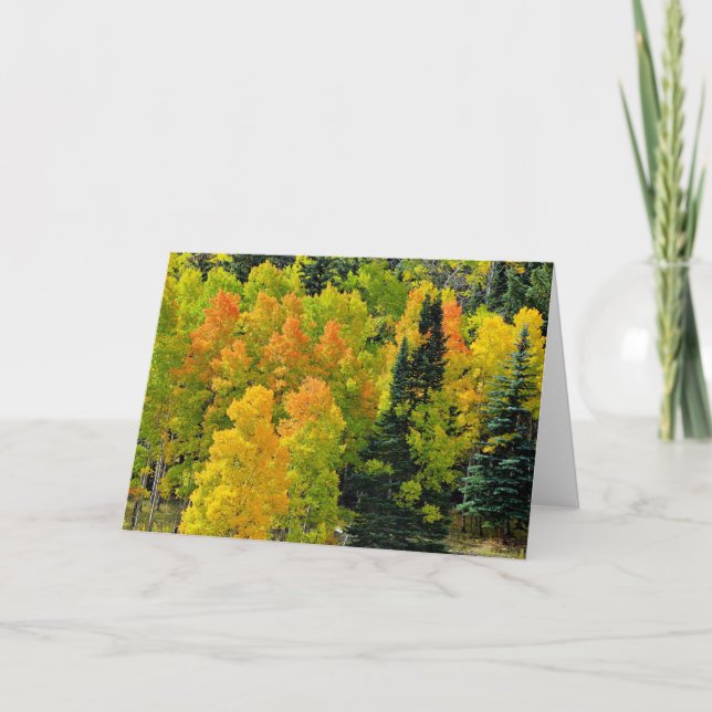 Colorado Aspen Grove Kort (Framsida)