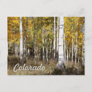 Colorado Aspen Grove på hösten Vykort