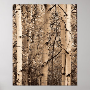 Colorado Aspen Poster