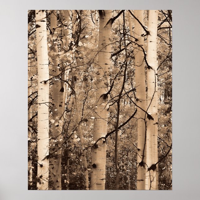 Colorado Aspen Poster (Framsidan)