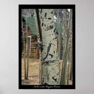 Colorado Aspen Träd Poster