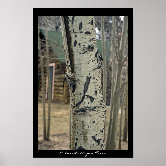 Colorado Aspen Träd Poster (Framsidan)