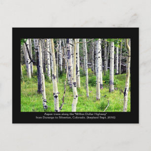 Colorado Aspen Träd Vykort