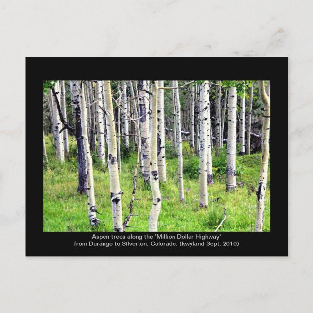 Colorado Aspen Träd Vykort (Framsida)