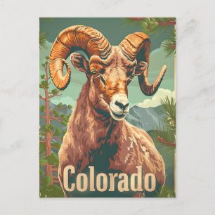 Colorado Bighorn Sheep Vintage Vykort