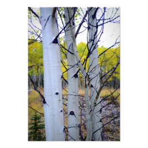 Colorado Birch Träd Fototryck