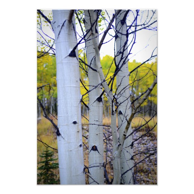Colorado Birch Träd Fototryck (Framsidan)