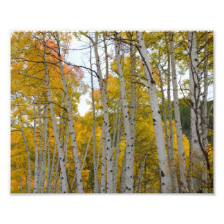 Colorado Birch träd i fallet Fototryck