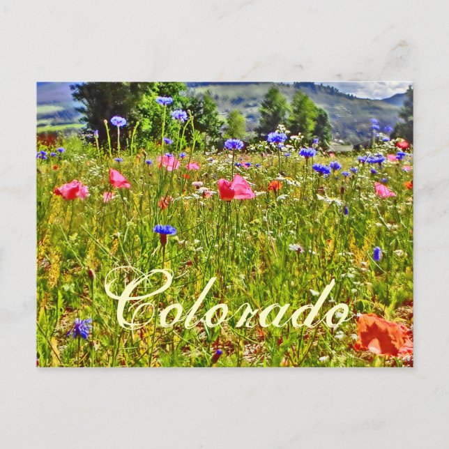Colorado blommigt vycard vykort (Framsida)