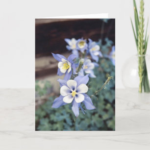 Colorado Blue Columbine Kort