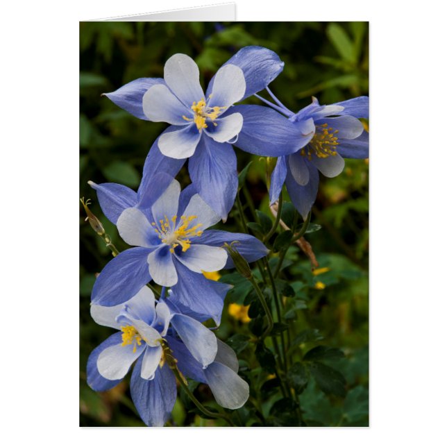 Colorado Blue Columbine nära Telluride Colorado Hälsningskort (Framsidan)