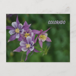 Colorado Blue Columbine Vykort
