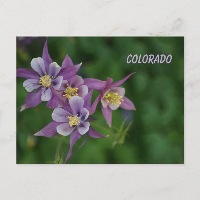 Colorado Blue Columbine Vykort (Framsida)