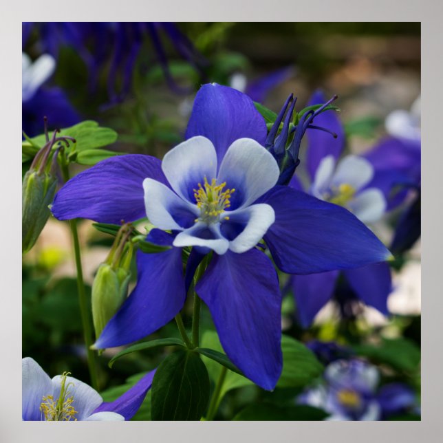 Colorado Blue Poster (Framsidan)