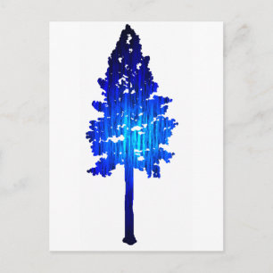 Colorado Blue Spruce Vykort