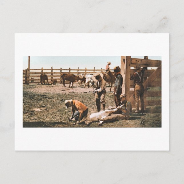 Colorado Branding 1904 Vykort (Framsida)