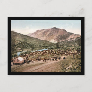 Colorado Cattle Roundup 1897 Vykort