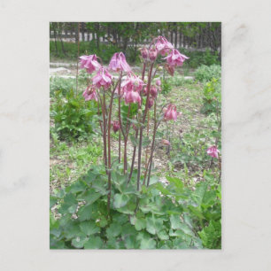 Colorado Columbine Flower vycard Vykort