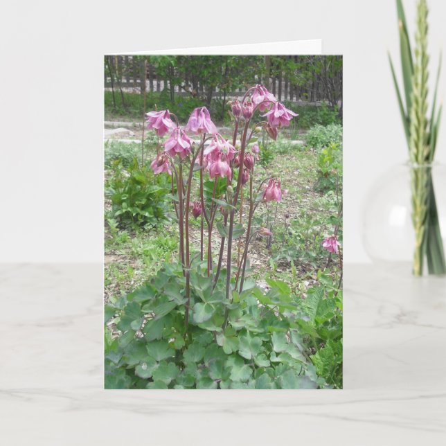 Colorado Columbine födelsedagkort Kort (Framsida)