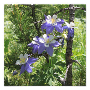 Colorado Columbine fotoförstoring Fototryck