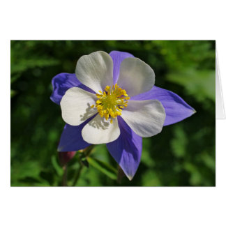 Colorado Columbine Hälsningskort