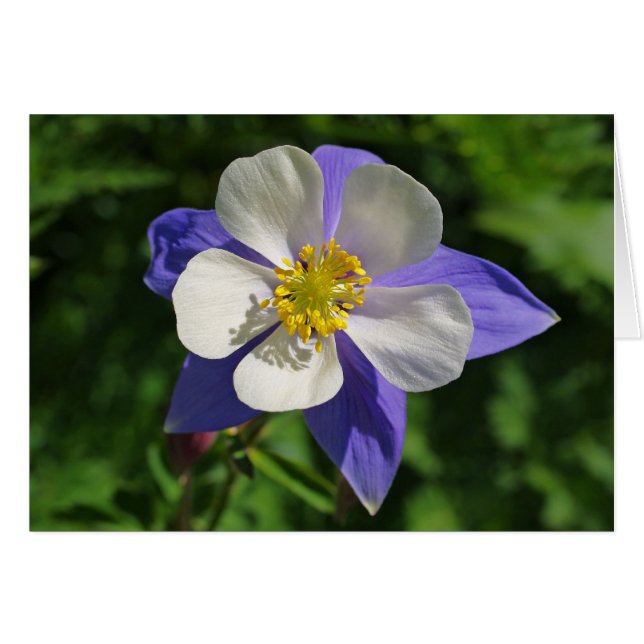 Colorado Columbine Hälsningskort (Framsidan Horizontal)