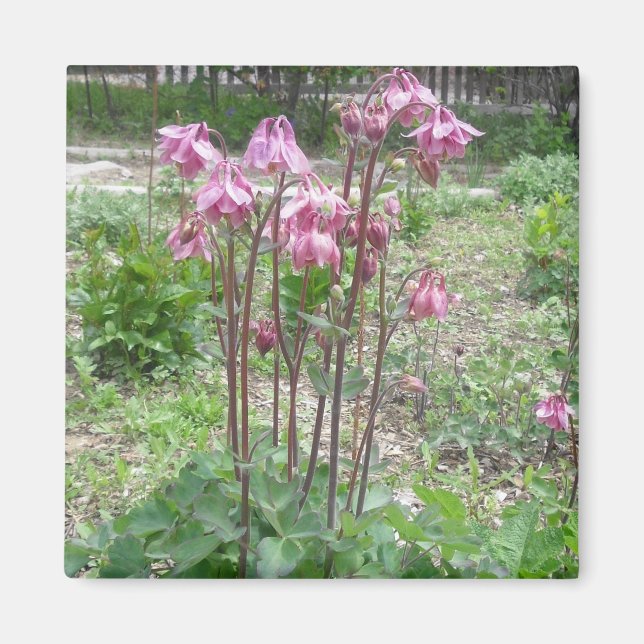Colorado Columbine Magnet (Framsidan)