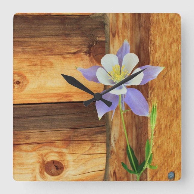 Colorado Columbine och trä Fyrkantig Klocka (Framsida)