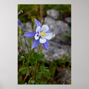 Colorado Columbine Poster