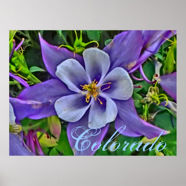 Colorado columbine poster (Framsidan)