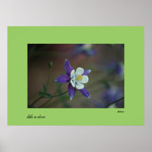 Colorado Columbine-utskrift Poster