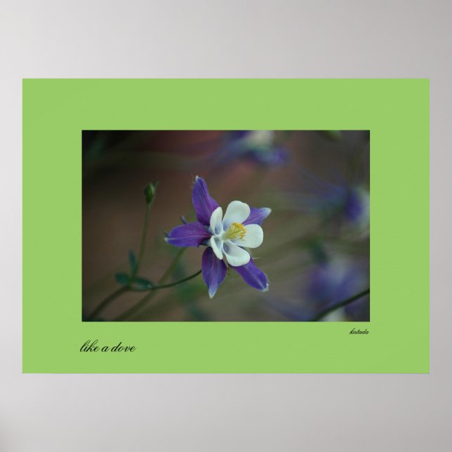 Colorado Columbine-utskrift Poster (Framsidan)