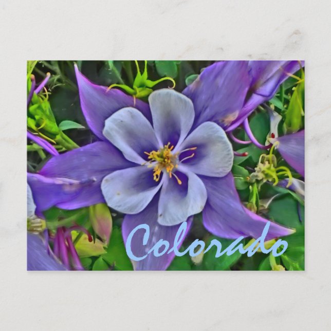 Colorado columbine vycard vykort (Framsida)