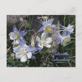 Colorado Columbine Vykort