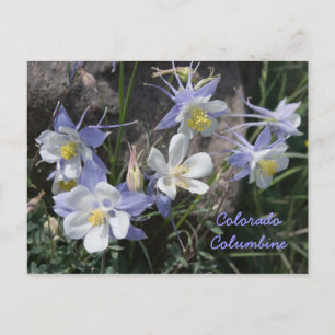 Colorado Columbine Vykort