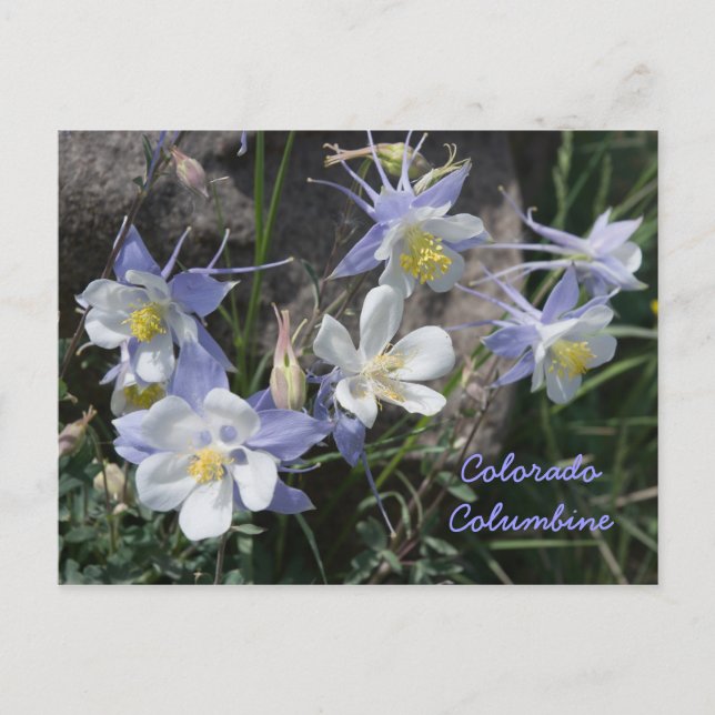 Colorado Columbine Vykort (Framsida)
