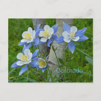 Colorado columbine vykort