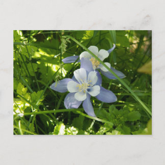 Colorado Columbine Vykort