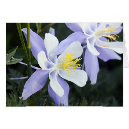 Colorado Columbines OBS Kort