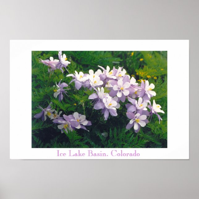 COLORado Columbines Poster (Framsidan)