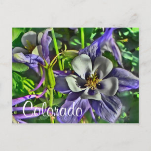 Colorado columbines vykort