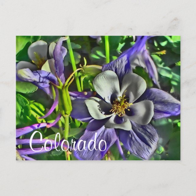 Colorado columbines vykort (Framsida)