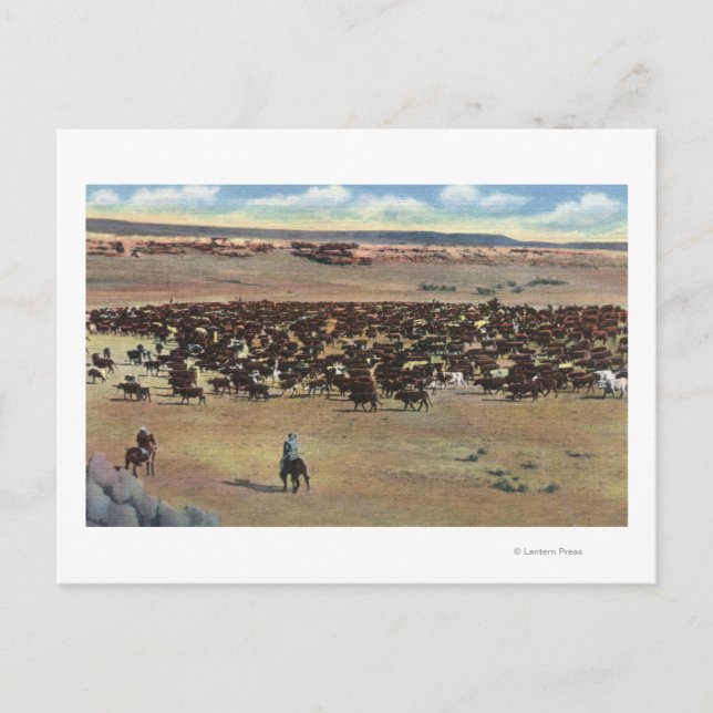 Colorado - Cowboys Rounding Vykort (Framsida)