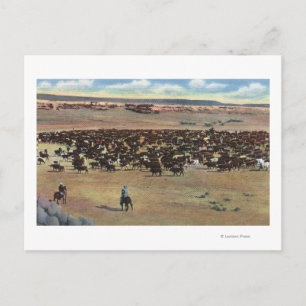 Colorado - Cowboys Rounding Vykort